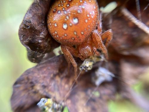 Araneus alsine